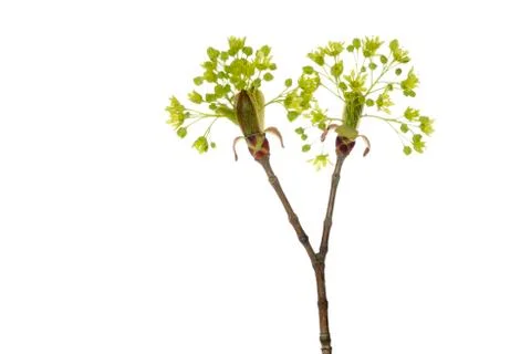 Maple Blossom on White Background, Studio Shot Stock Photos