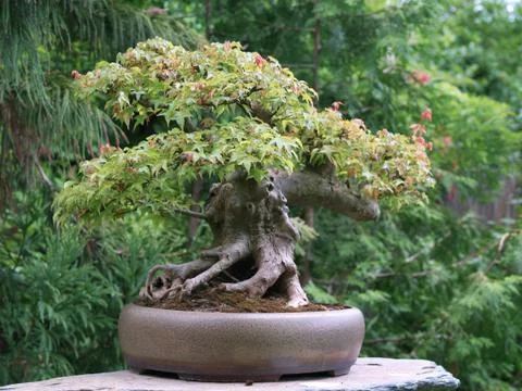 Maple bonsai Stock Photos
