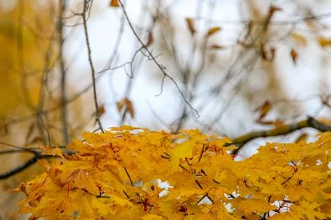 Maple branch in autumn as background. Stock Photos