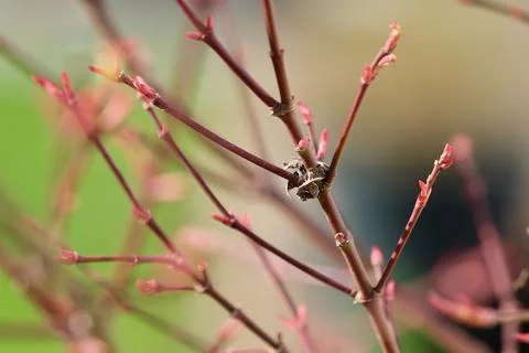 Maple branch blooming Stock Photos