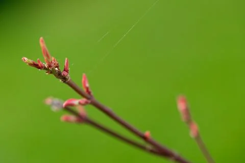 Maple branch blooming Stock Photos