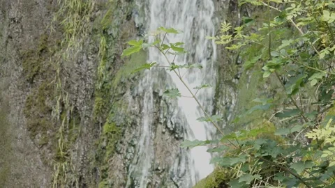 Maple Branch with blurry Waterfall in the Background 1 Stock Footage 136524177