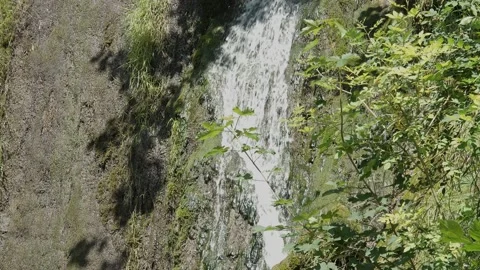 Maple Branch with blurry Waterfall in the Background 2 Stock Footage 136595844