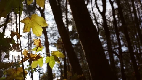 Maple branch with coloured leaves under autumn sunlight Stock Footage 124385659