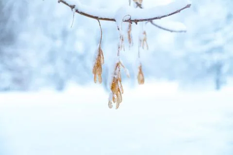 Maple branch covered by thick fluffy snow and dry seeds 스톡 사진