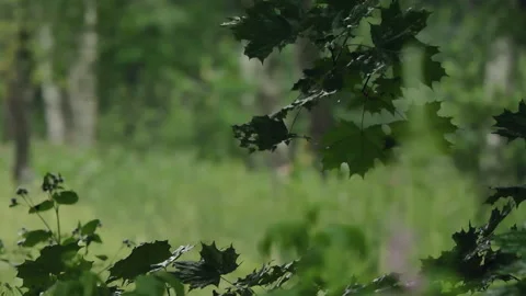 Maple branch at the edge of a summer forest. Stock Footage 134728577