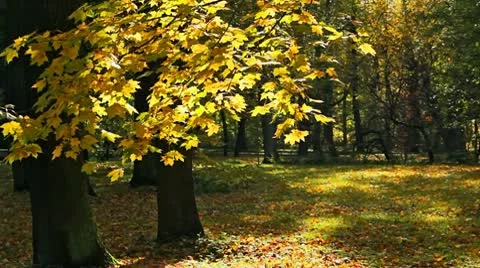 Maple branch Vídeo Stock 10774994