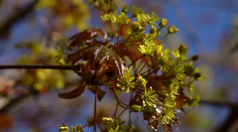 Maple branch with fresh red leaves and green blossom close up Stock Footage 66517089