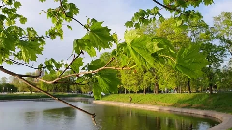A maple branch in front of a blue spring sky with a strong wind Video stock 154914088