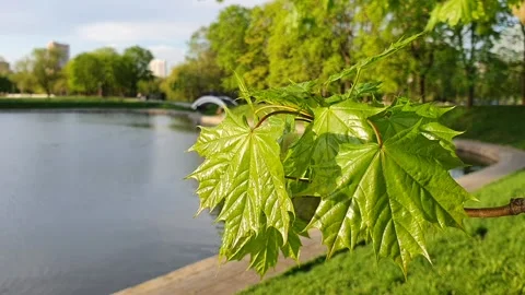 A maple branch in front of a blue spring sky Video stock 154968744