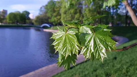 A maple branch in front of a blue spring sky Video stock 154968789