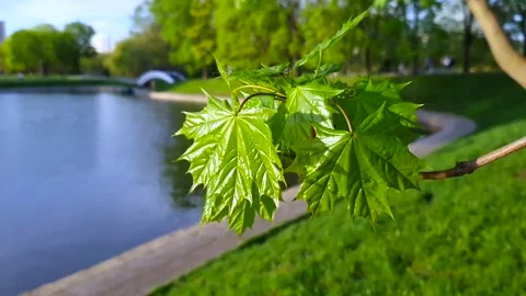 A maple branch in front of a blue spring sky Video stock 154969049