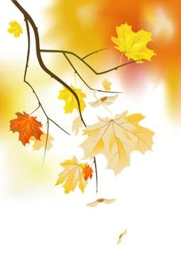 Maple branch. Gradient mesh used Stock Illustration
