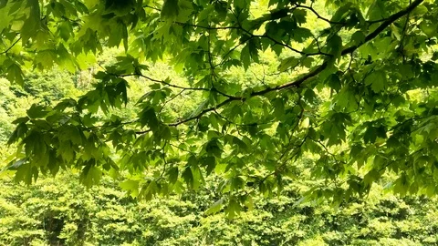 Maple branch with green leaves on a background of green forest. Video stock 111644290