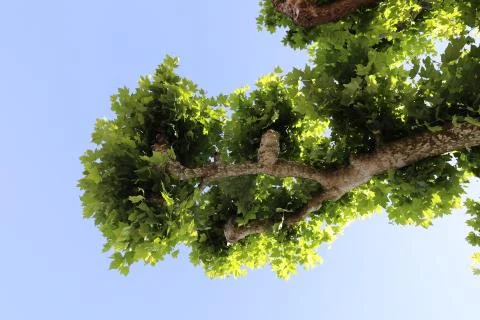Maple branch with leaves Stock Photos