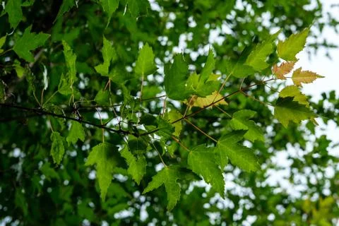 Maple branch. Stock Photos