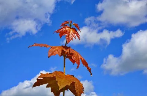 Maple branch with red leaves on a background of blue sky and clouds. Stock Photos