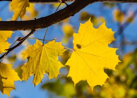A maple branch with two bright gold and yellow carved leaves with a fly on a 스톡 사진