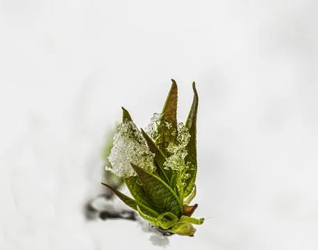 Maple branch under snow Stock Photos
