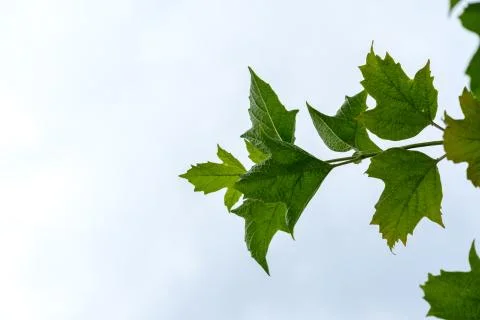 Maple branch on a white background. Stock Photos
