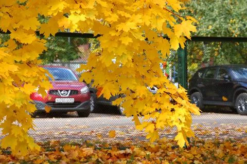 Maple branch with yellow leaves, fallen maple leaves, autumn in the city cour Stock Photos