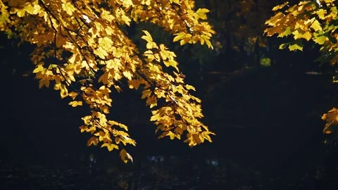 A maple branch with yellow leaves hangs over the water. Autumn background. Stock Footage 143960849