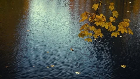 A maple branch with yellow leaves hangs over the water. Autumn background. Stock Footage 143960915