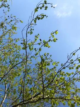Maple branches against the sky. Stock Photos