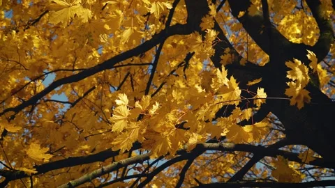 Maple branches with bright yellow leaves sway in the wind. Autumn landscape. Stock Footage 143961118