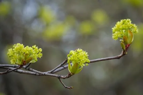 Maple branches close up with blooming green yellow flowers on blurred background Stock Photos