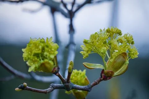 Maple branches close up with blooming green yellow flowers on blurred background Stock Photos