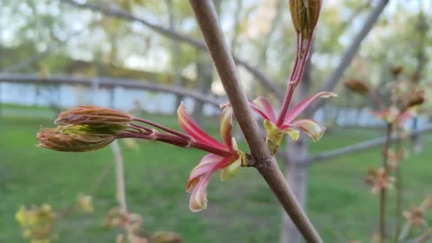 Maple branches with early blossoms in spring close up 스톡 동영상 194188662