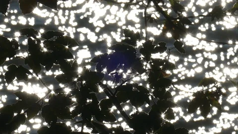 Maple branches with glittering water surface Stock Footage 119321430