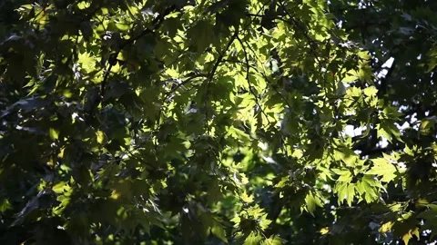 Maple branches with green leaves are swaying in the wind. Video stock 165201477