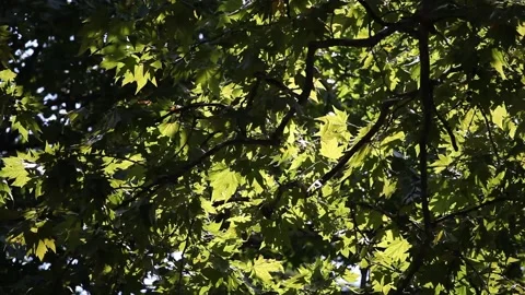 Maple branches with green leaves swaying in the wind. Natural background Stock Footage 162223635