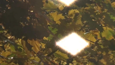 Maple branches, light rain, autumn, yellow maple leaves, sun glare,Ukraine Stock Footage 319120995