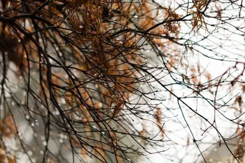 Maple branches in the rain-2 Stock Photos