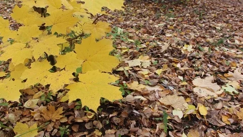 Maple branches swaying in the wind Stock Footage 73685427