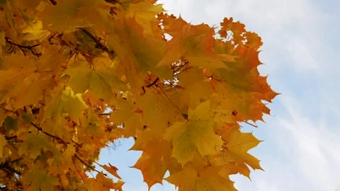 Maple branches with yellow leaves on blue sky background. Golden Autumn Concept Video stock 252509898