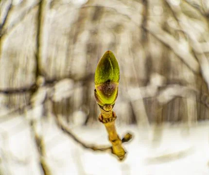 Maple bud Foto stock