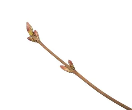 Maple bud on white Stock Photos