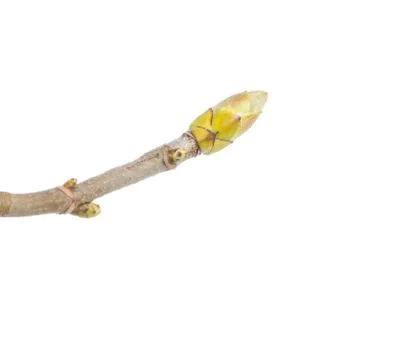 Maple bud on white Stock Photos