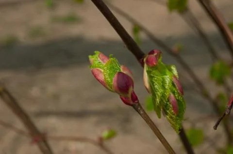 Maple buds Stock Photos