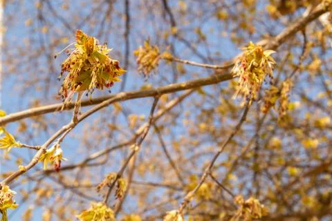 Maple buds. Trees bloom in spring. Young maple. Stock Photos