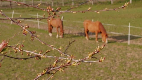 Maple burgeons on branch and grazing horses in farm paddock Video stock 107969199