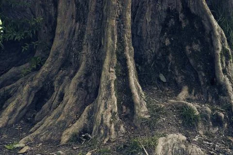 Maple burger tree trunk close-up. Uneven, bumpy roots protrude from the ground. Stock Photos