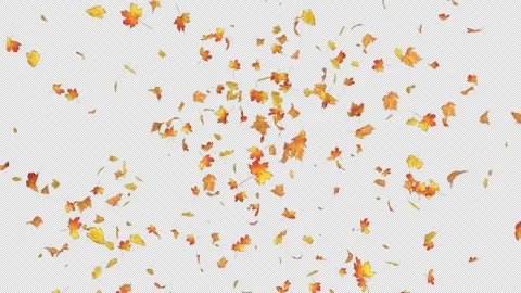 Maple Burst with Alpha Channel Stock Footage 200815319