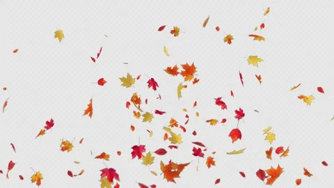 Maple Burst on Alpha Channel Stock Footage 252573033