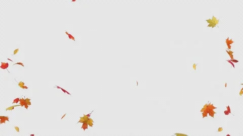 Maple Burst on Background Stock Footage 247032116