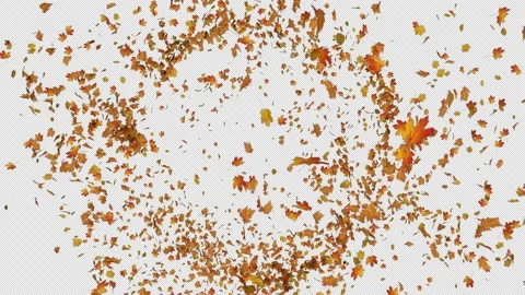 Maple Burst Stock Footage 172340837